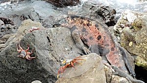 Sea lizard and red crabs in the Galapagos Islands