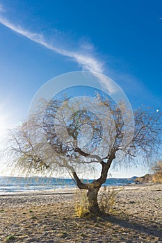 The sea, a lonely tree on the beach at sunrise .Evropa, the Balkans, Greece, Attica, Athens. photo