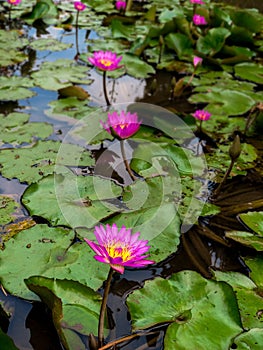 Sea of lotus flower on the pond. Concept of spiritual enlightenment, rebirth and awakening.