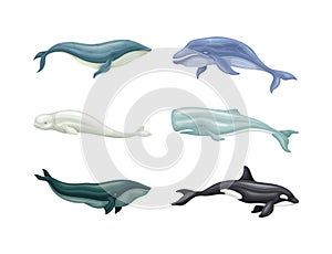 Sea mammal animals set. Whale, orca, beluga, dolphin and cachalot marine inhabitants vector illustration