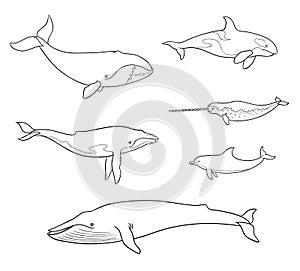 Sea mammals cetacea in outlines - vector illustration photo