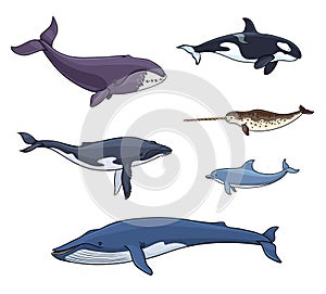 Sea mammals cetacea - vector illustration