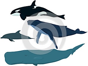 Sea mammals: orca, dolphin, whale, sperm whale vector illustration