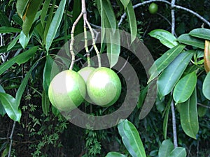 Sea mango/cerbera manghas/wel kaduru/poisonous plants