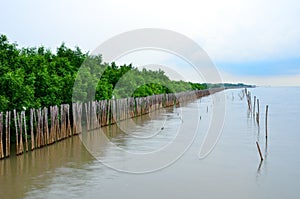 Sea, mangroves , Samut Prakan in Thailand