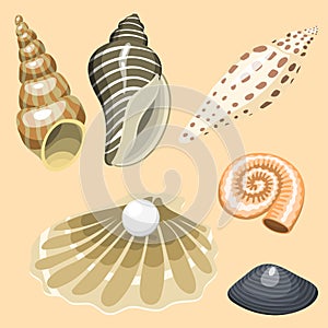 Sea marine animals and shells souvenirs cartoon vector illustration spiral tropical mollusk mussel decoration