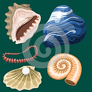 Sea marine animals and shells souvenirs cartoon vector illustration spiral tropical mollusk mussel decoration