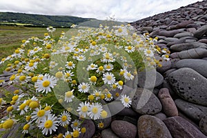 Sea Mayweed