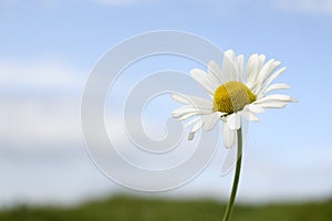 Sea Mayweed