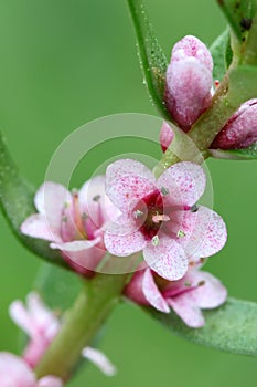 Sea milkwort, Lysimachia maritima