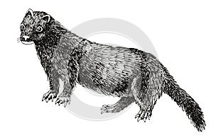 Sea mink extinct animal sketch