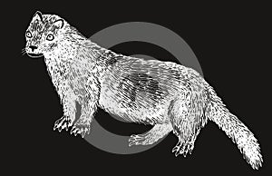 Sea mink extinct animal sketch