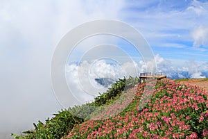 Sea of mist on the mountain with flower in sunrise time