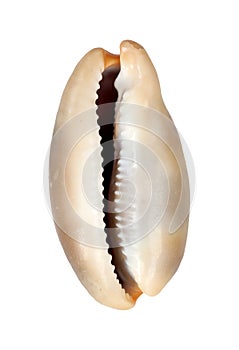 Sea mollusc shell