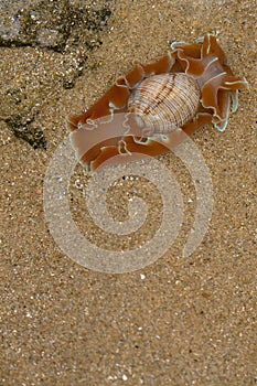 Sea Mollusc or Slug off East Coast South Africa