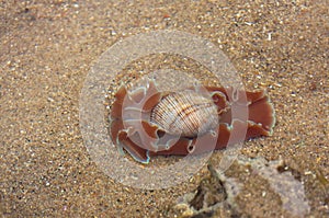Sea Mollusc or Slug off East Coast South Africa