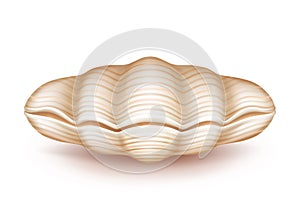 Mollusk closed seashell 3d realistic vector icon photo