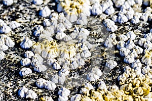 Sea mollusks Semibalanus balanoides on the littoral of the White Sea at low tide. View of the limestone houses of crustaceans from