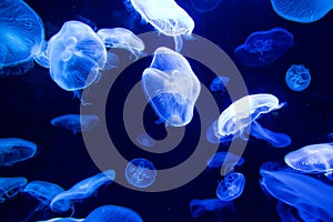 Sea Moon jellyfish