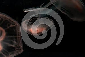 Sea Moon Jellyfish on a black background, close up