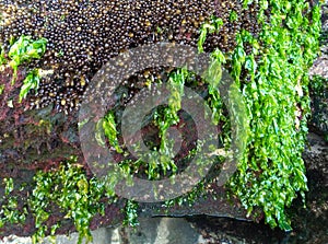 Sea moss attached to the surface of coral