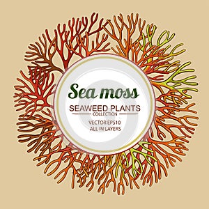 Sea moss frame