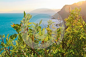 Sea, Mountains and Plants landscape at Cape Meganom, the east coast of the peninsula of Crimea. Colorful background