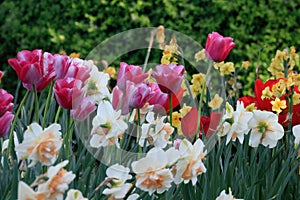 A sea of multi-colored tulips