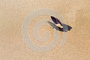 Sea Mussel on the sand of a beach