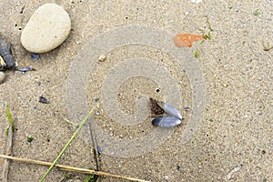 Sea mussel shell on a sandy beach seen from above with copy space room for text. Marine theme.  Natural background. Top view.