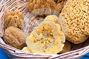 Sea natural sponges in a basket