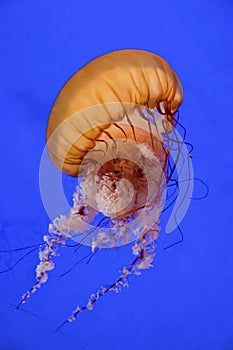 Sea Nettle photo