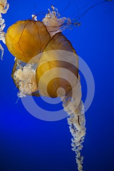 Sea Nettle Chrysaora Fuscescens jelly fish in Vancouver Aquarium