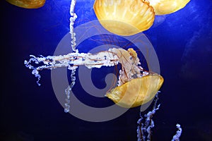 Sea Nettle Jelly Fish