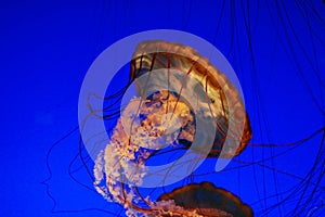 Sea nettle jellyfish