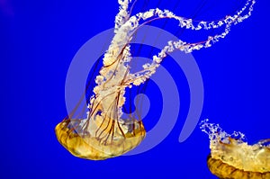 Sea Nettle Jellyfish