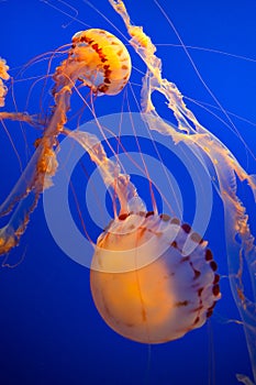 Sea Nettle Jellyfish