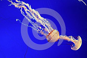 Sea nettle jellyfish