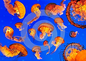 Sea Nettle Jellyfishes