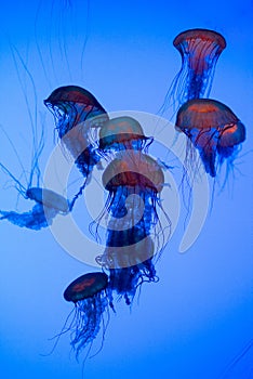 Sea Nettles