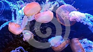 Sea nettles - Jelly fish floating in an aquarium