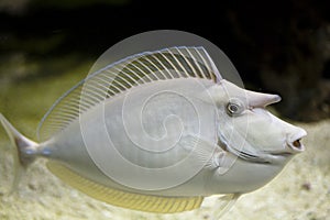Sea nose fish