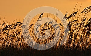 Sea Oat at Sunset