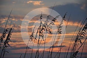 A Sea Oat Sunset