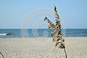 Sea Oats
