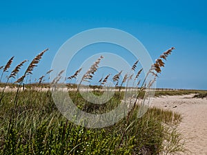 Sea Oats