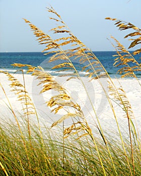 Sea oats photo