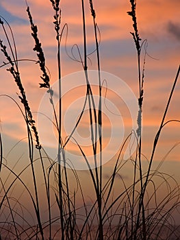 Sea Oats photo