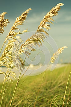 Sea Oats