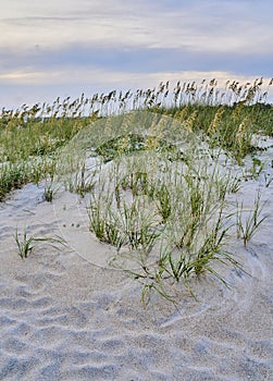 Sea oats along the edge of Wrightsville Beach